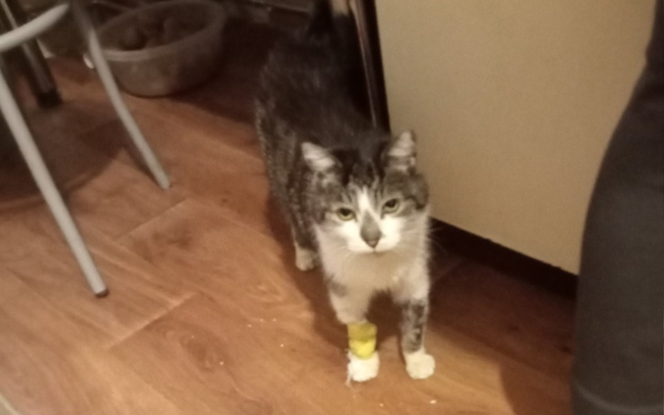 Zbiórka Ratowanie Torka - zdjęcie główne