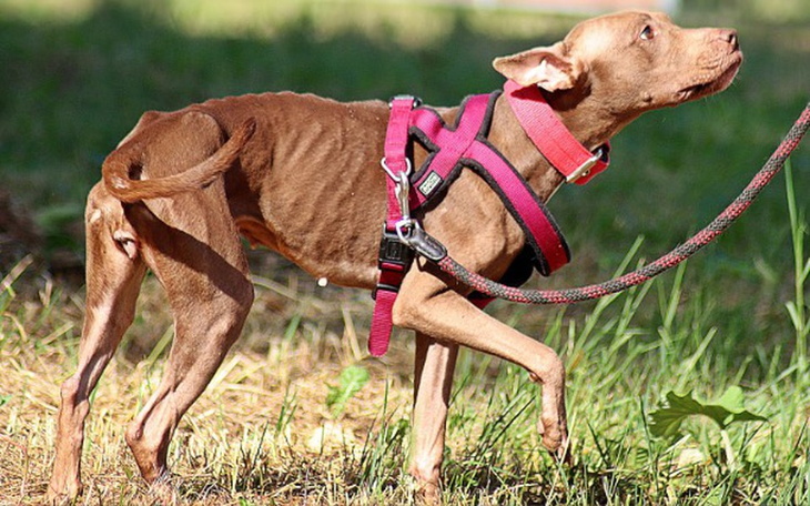 Zbiórka Odbijamy kg Negry - zdjęcie główne