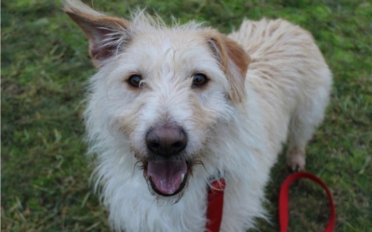 Szczęśliwy pies na trawie, z uśmiechem na pysku.