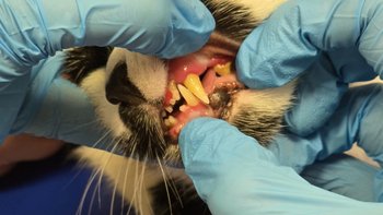 Zbiórka Życie Ahri, bez bólu - miniaturka zdjęcia