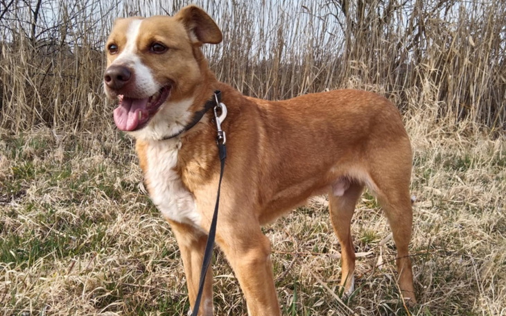 Pies na spacerze, uśmiechnięty, w otoczeniu trawy.