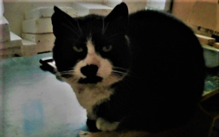 Zbiórka Pyszczek Feliksa,brzuszek Franka - zdjęcie główne