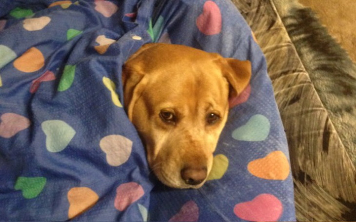 Zbiórka Ja Jedzenie Oraz zabawki dla zwi - zdjęcie główne