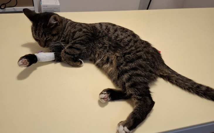 Kot odpoczywający na stole, z opatrunkiem na łapie.