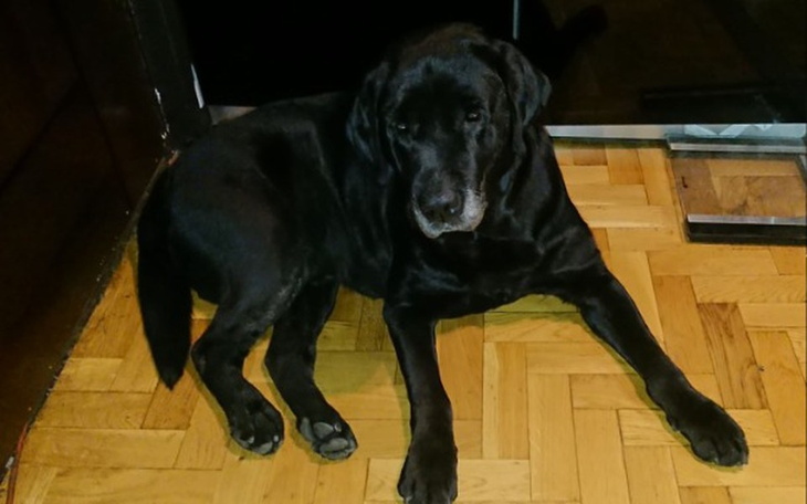 Zbiórka Leczenie 10-letniego Cezara - zdjęcie główne