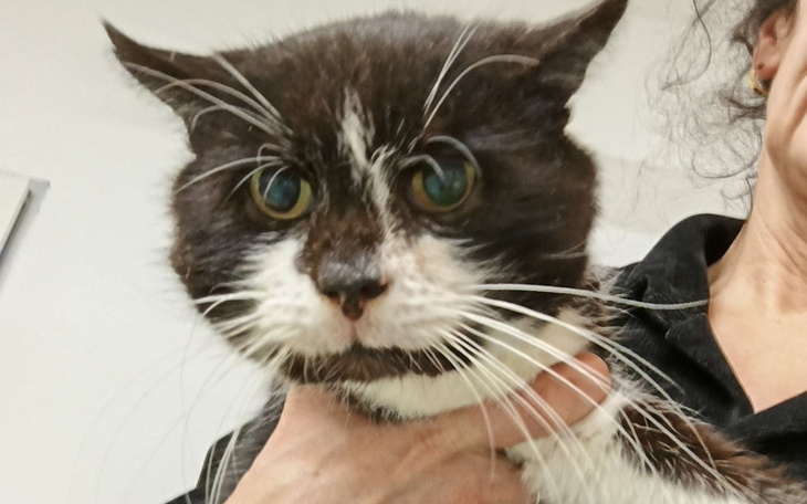 Kot trzymany na rękach, z wyrazem smutku w oczach.