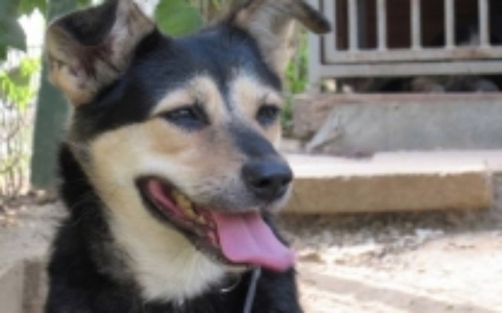 Zbiórka Schronisko Orzechowce - zdjęcie główne