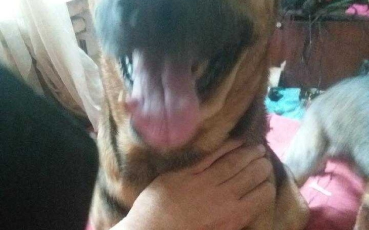 Zbiórka Ja i zwierzęta walczymy o dom. - zdjęcie główne