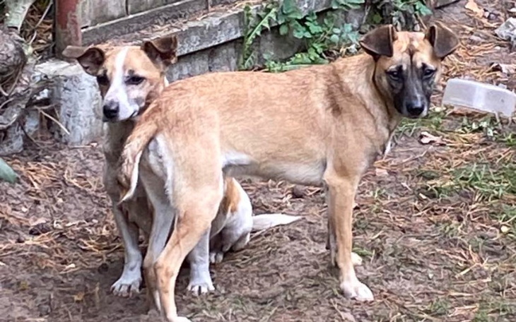 Zbiórka Zbieram na porzucone psy - zdjęcie główne