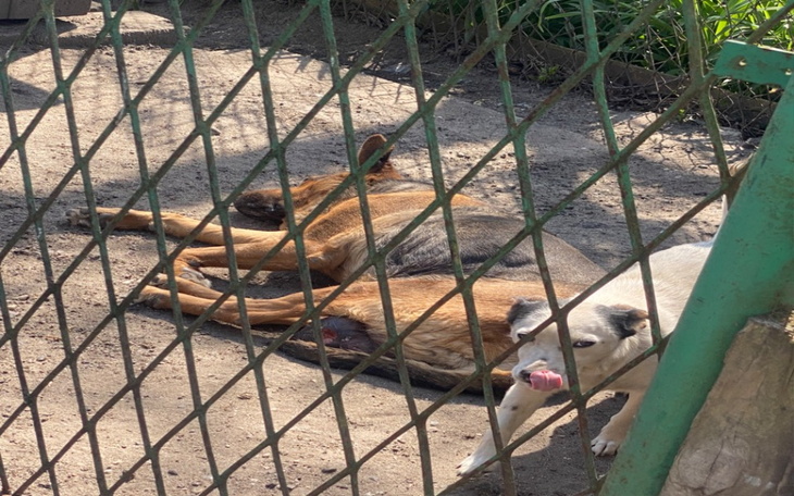 Zbiórka Na pomoc zwierzaka w potrzebie - zdjęcie główne