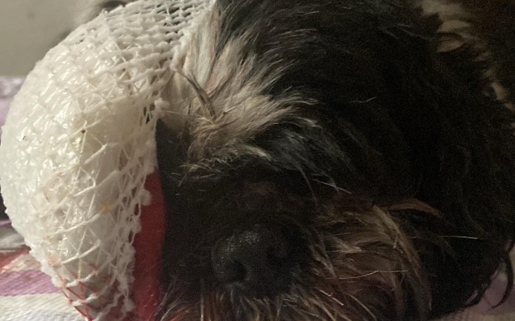 Zbiórka Na operację oka pieska - zdjęcie główne