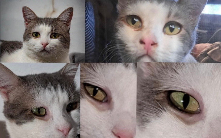 Koty o różnych kolorach, zbliżenie na ich twarze.