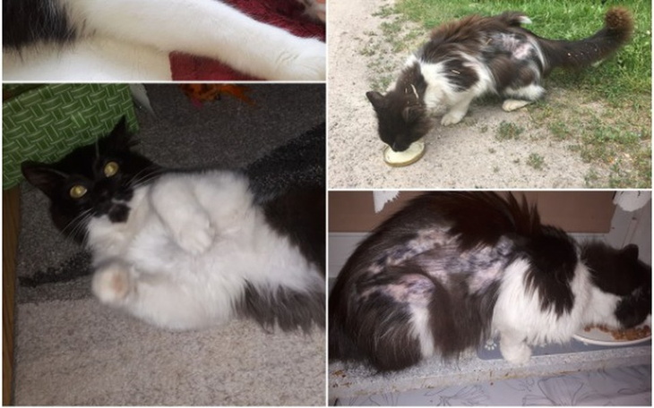 Zbiórka Pomoc kotom przetrwać zimę - zdjęcie główne