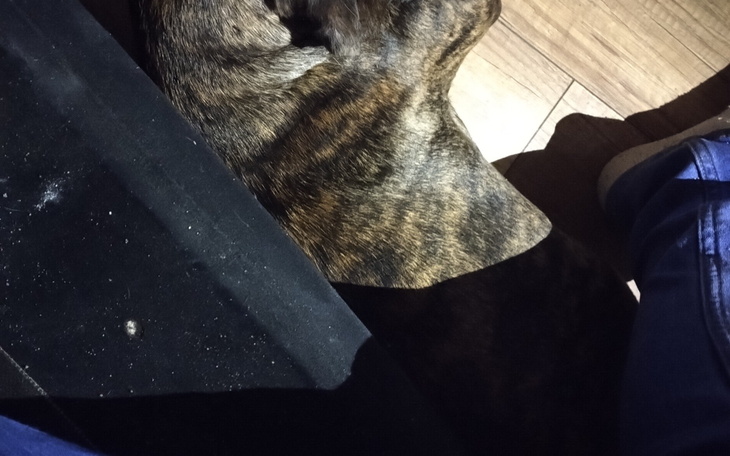 Fragment psa leżącego obok nogi właściciela.