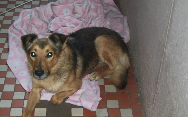 Zbiórka Schronisko Busko Zdrój - zdjęcie główne