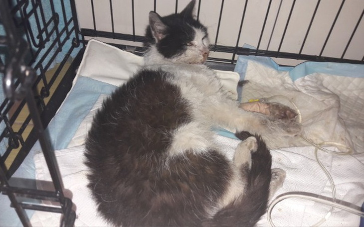 Zbiórka Ratowanie kociego źycia.!!!! - zdjęcie główne