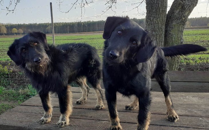 Zbiórka Na pomoc porzuconym zwierzętom - zdjęcie główne