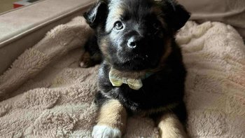 Zbiórka Zakup czipów i książeczk zdrowia - miniaturka zdjęcia