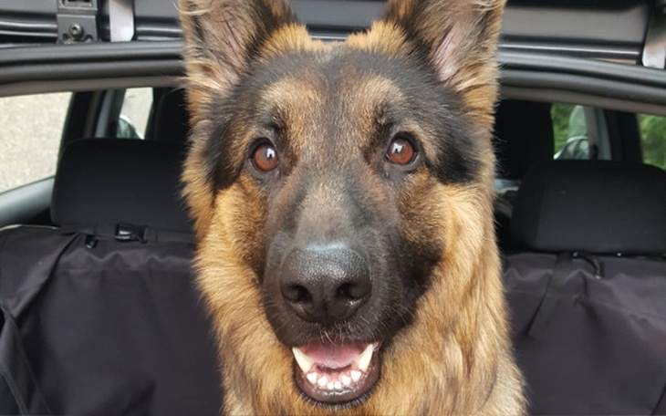 Zbiórka Azylkowe badania - zdjęcie główne