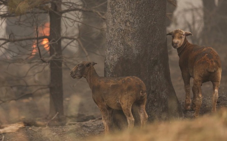 Zbiórka Płuca świata Australia płonie - zdjęcie główne