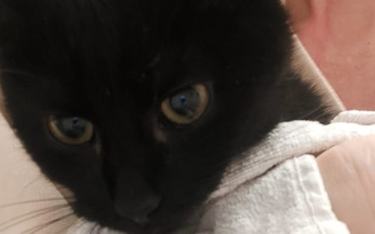 Czarny kot trzymany w rękach, z wyrazem twarzy.