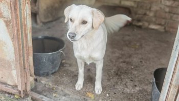 Zbiórka Sterylizacja i transport Mili - miniaturka zdjęcia