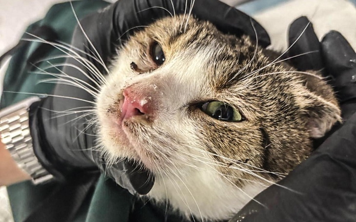 Weterynarz trzyma kota w rękawiczkach.