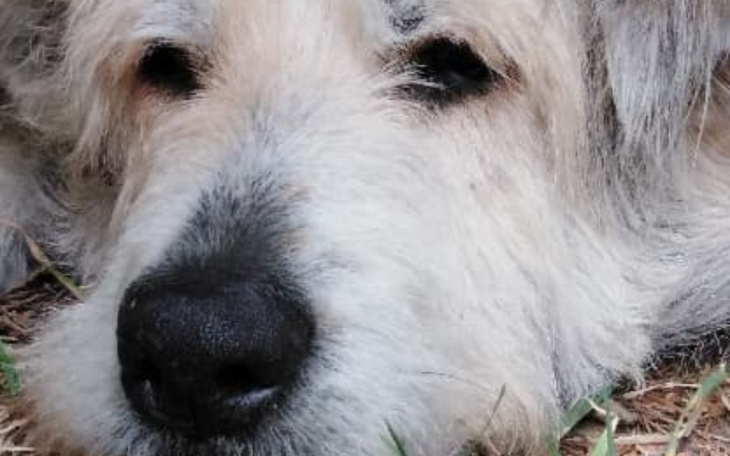 Zbliżenie na psa leżącego na trawie, z wyrazem spokoju na twarzy.