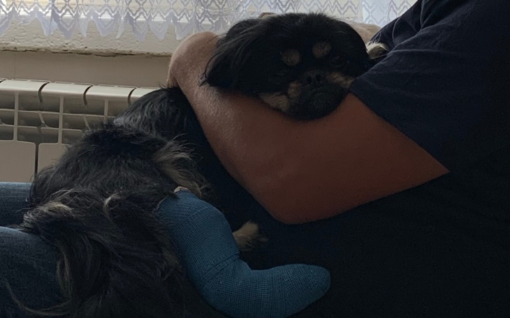 Zbiórka Pomóż wrócić Badiemu na 4 łapy - zdjęcie główne