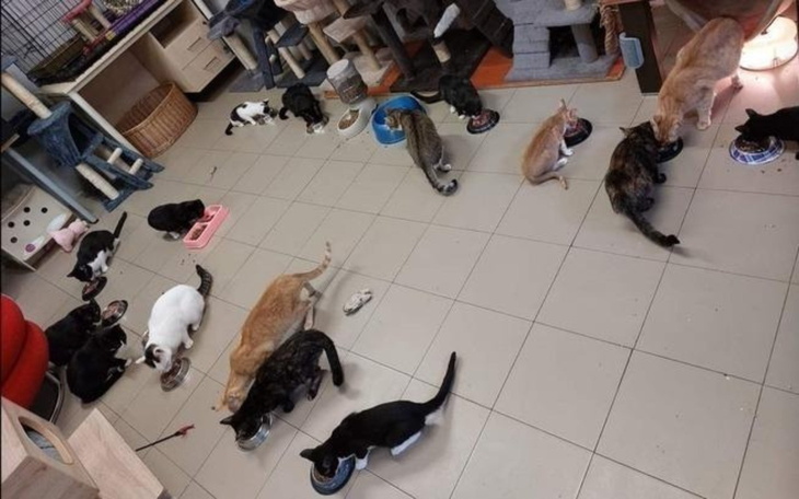 Koty jedzące w schronisku dla zwierząt.