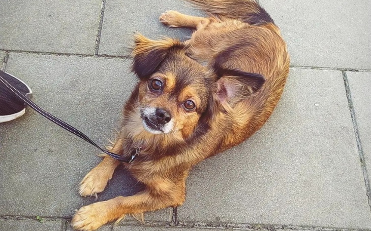 Zbiórka Poppy walczy z nowotworem - zdjęcie główne