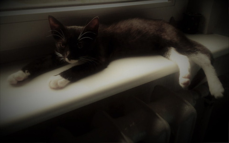 Zbiórka Pomoc dla Figi - zdjęcie główne