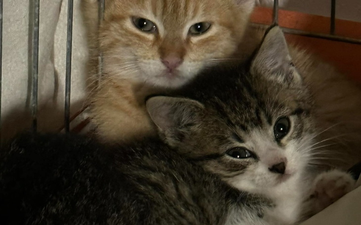 Zbiórka Dzis nie pójdziesz głodny spać - zdjęcie główne