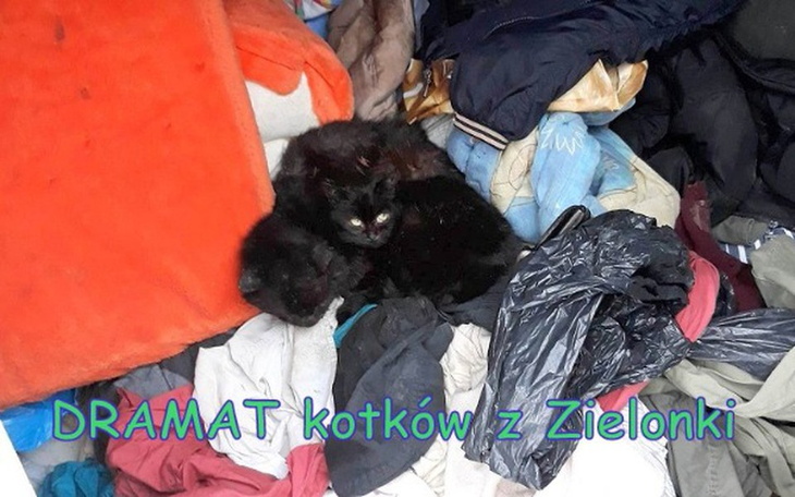 Zbiórka DRAMATkotówZzielonek - zdjęcie główne