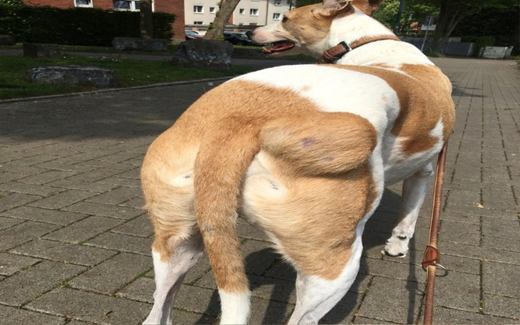 Zbiórka Złośliwy guz Zbieram na operacje - zdjęcie główne