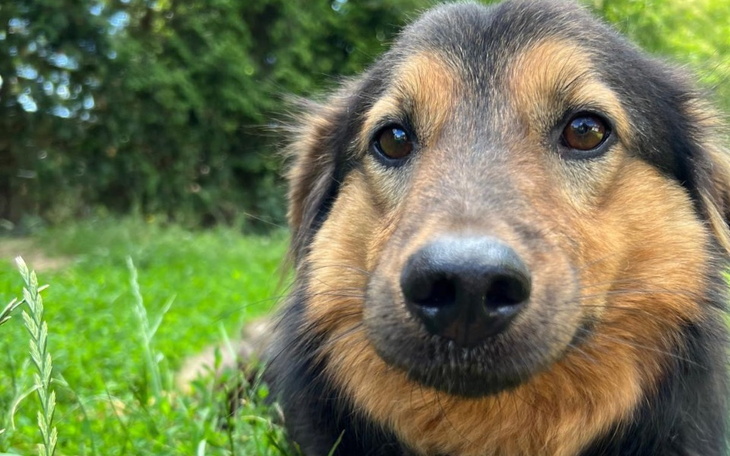 Pies leżący na trawie, z wyrazem spokoju i radości.