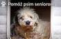 Zbiórka Pomóż psim seniorom - miniaturka zdjęcia