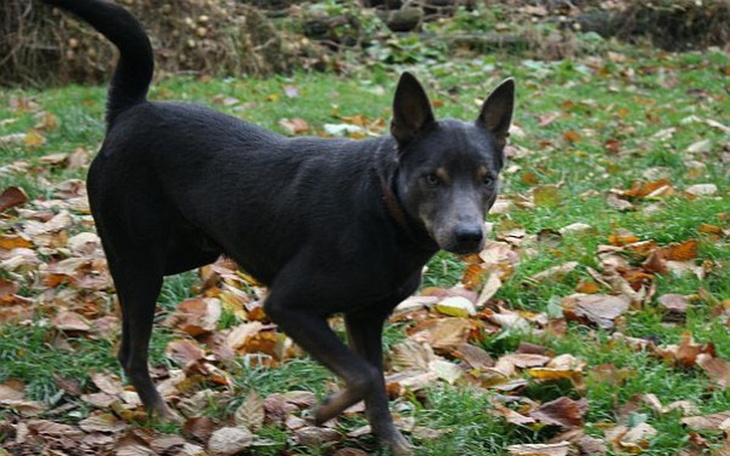 Zbiórka Hotelik dla Szafira - zdjęcie główne