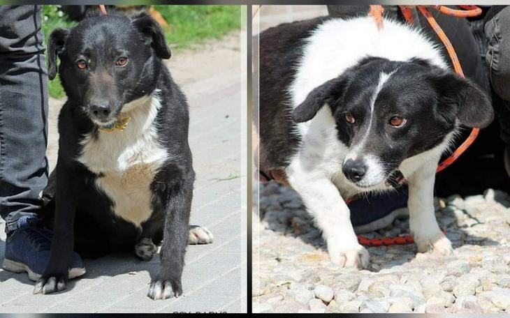 Zbiórka Na ratunek psiakom.... - zdjęcie główne