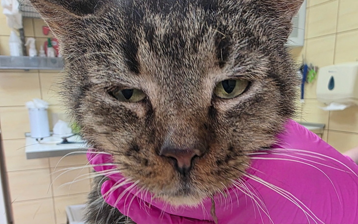 Kot w rękach weterynarza, z wyraźnym zmęczeniem.