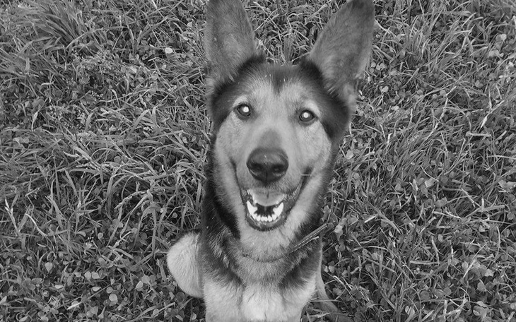 Zbiórka Dzień Piesa - zdjęcie główne