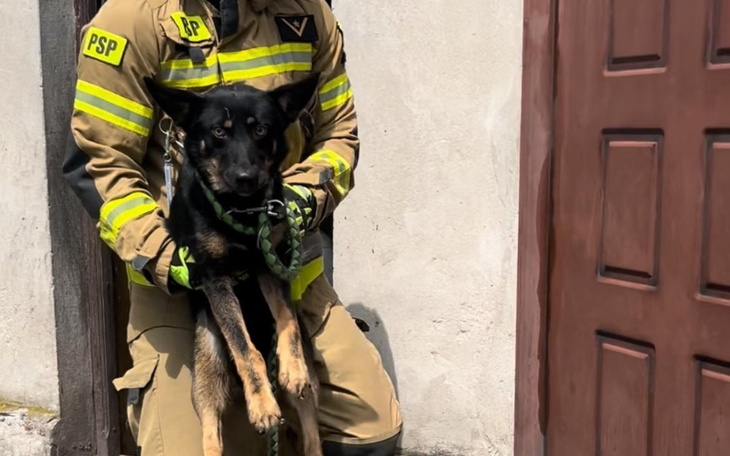 Zbiórka Na leczenie Bajki i Pchełki - zdjęcie główne