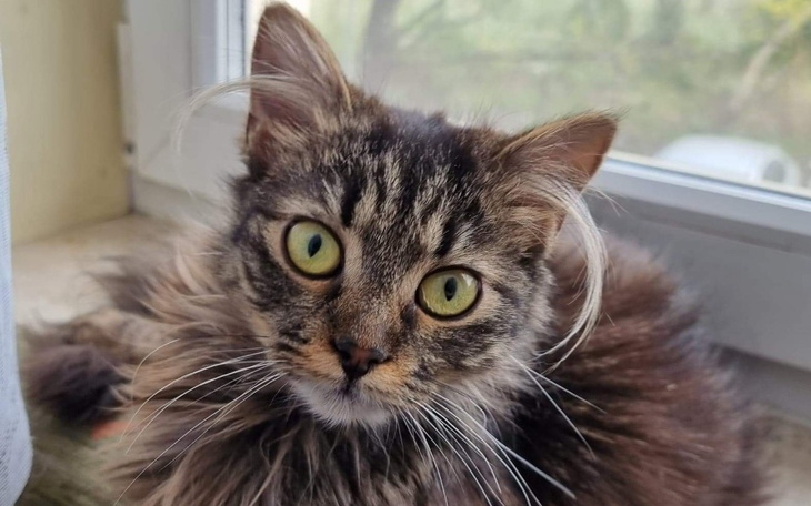 Zbiórka Cudak walczy o życie - zdjęcie główne