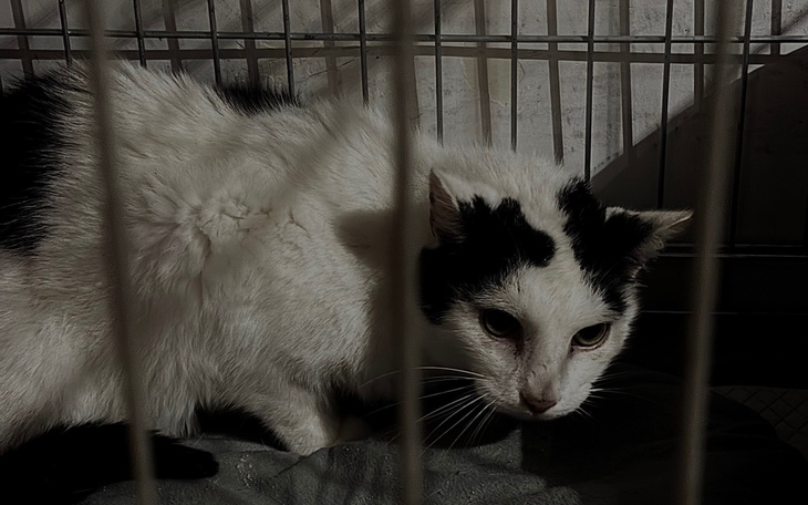 Grupa dzieci biorących udział w zajęciach sportowych.