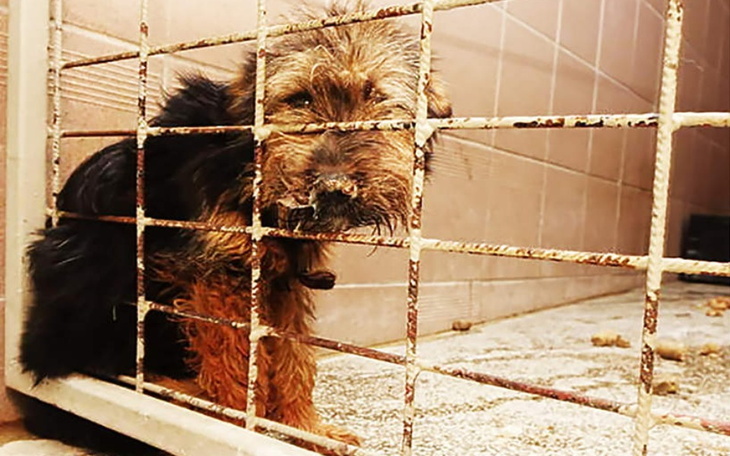 Zbiórka Odłączają prąd w schronisku - zdjęcie główne