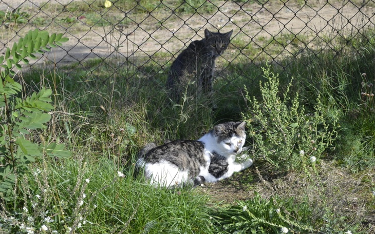Zbiórka Pomoc dzikim kotom - zdjęcie główne
