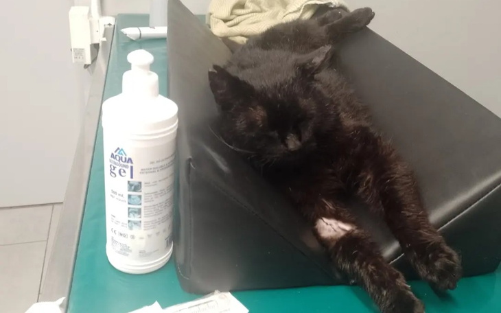 Czarny kot leżący na stole w weterynarii.