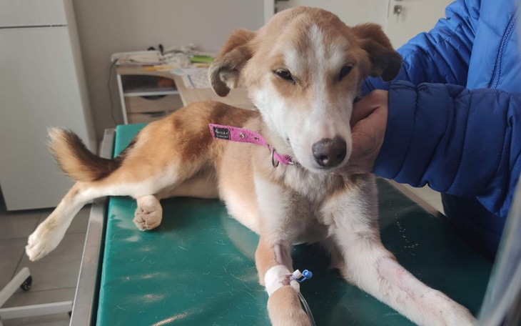 Zbiórka Ratujemy życie Wiki - zdjęcie główne