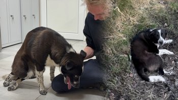 Zbiórka Kiniuś walczy o sprawność - miniaturka zdjęcia