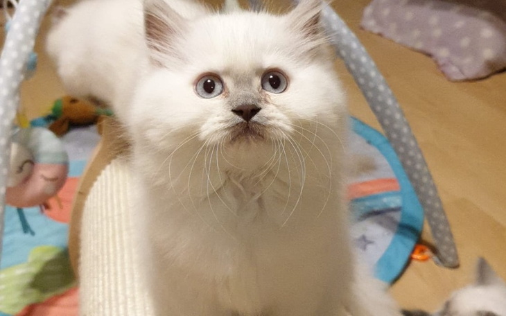 Zbiórka OREO największy słodziak - zdjęcie główne